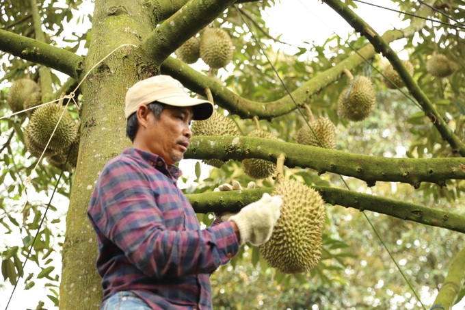 Phạt 4 doanh nghiệp nhúng sầu riêng vào dung dịch không rõ nguồn gốc - 1 Phạt 4 doanh nghiệp nhúng sầu riêng vào dung dịch không rõ nguồn gốc - 1
