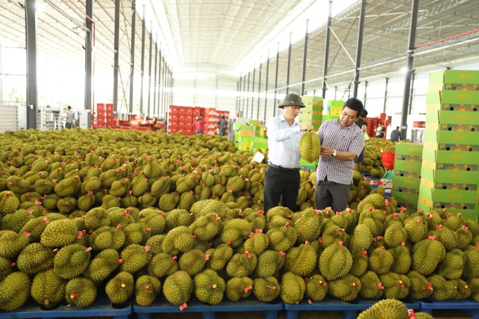 Phạt 4 doanh nghiệp nhúng sầu riêng vào dung dịch không rõ nguồn gốc - 4 Phạt 4 doanh nghiệp nhúng sầu riêng vào dung dịch không rõ nguồn gốc - 4