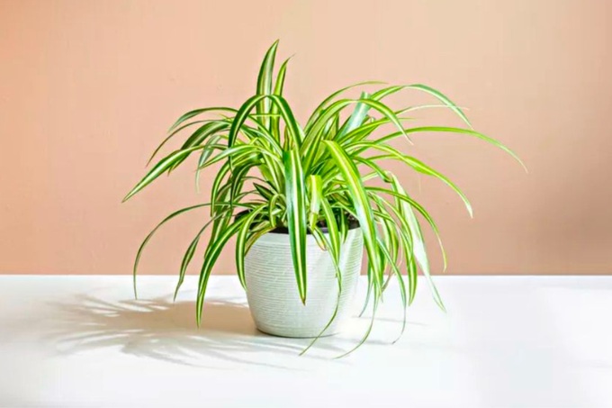 20 loại cây cảnh để bàn làm việc hợp mệnh đem lại may mắn, tài lộc năm 2025 - 16