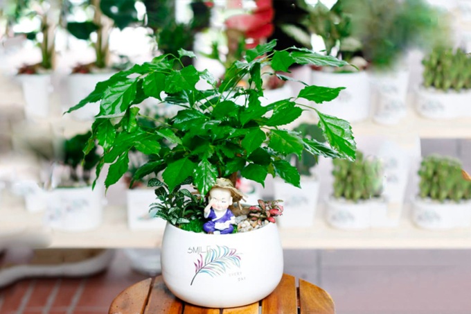 20 loại cây cảnh để bàn làm việc hợp mệnh đem lại may mắn, tài lộc năm 2025 - 15