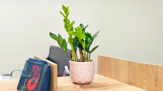 20 loại cây cảnh để bàn làm việc hợp mệnh đem lại may mắn, tài lộc năm 2025 - 20