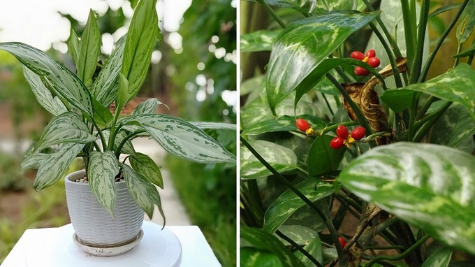 20 loại cây cảnh để bàn làm việc hợp mệnh đem lại may mắn, tài lộc năm 2025 - 13