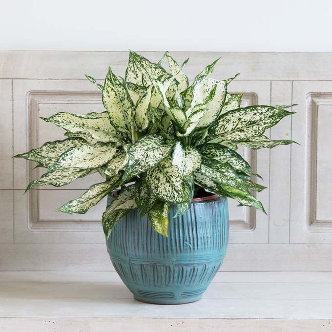 20 loại cây cảnh để bàn làm việc hợp mệnh đem lại may mắn, tài lộc năm 2025 - 14