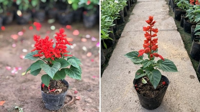 20 loại cây cảnh để bàn làm việc hợp mệnh đem lại may mắn, tài lộc năm 2025 - 21