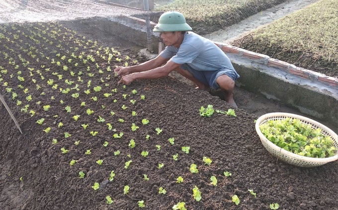 Sẵn sàng cung ứng nông sản, thực phẩm dịp tết - 1