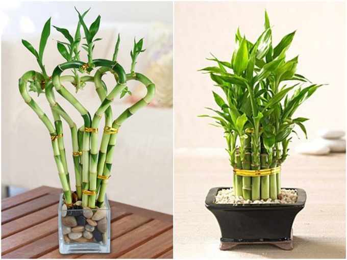 6 loại cây cảnh nhỏ xinh nên chơi tết để đem lại may mắn, tài lộc - 2 6 loại cây cảnh nhỏ xinh nên chơi tết để đem lại may mắn, tài lộc - 2