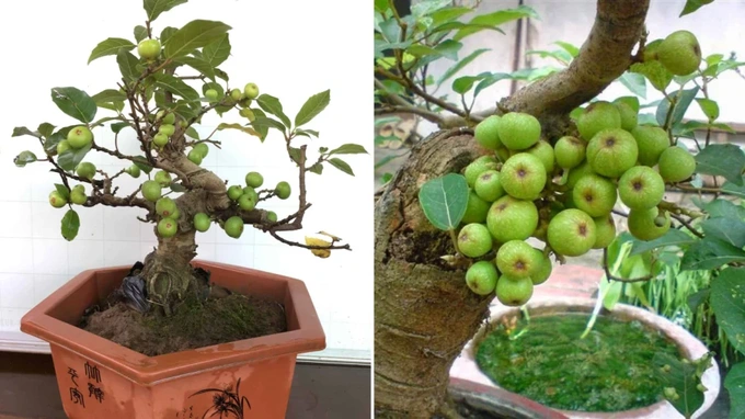 6 loại cây cảnh nhỏ xinh nên chơi tết để đem lại may mắn, tài lộc - 1 6 loại cây cảnh nhỏ xinh nên chơi tết để đem lại may mắn, tài lộc - 1
