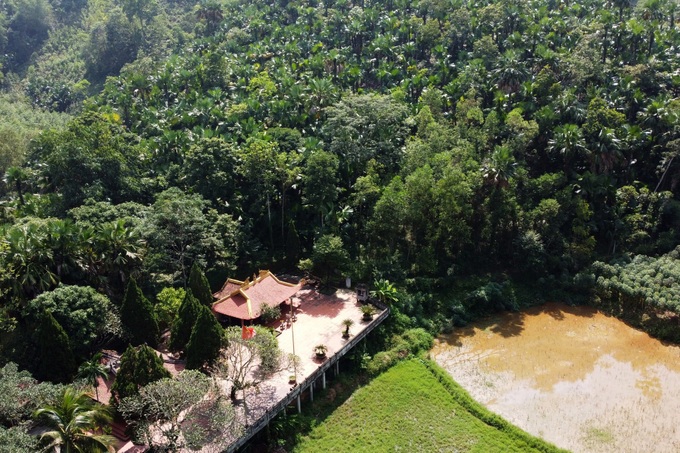 Beauty of palm forests in Phu Tho - 4