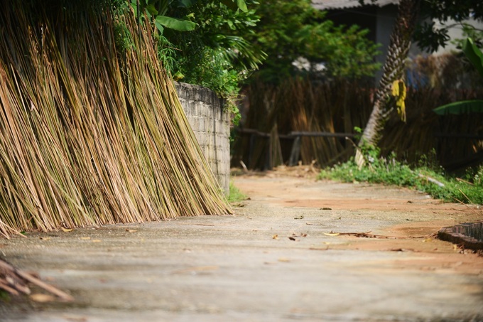 Beauty of palm forests in Phu Tho - 5