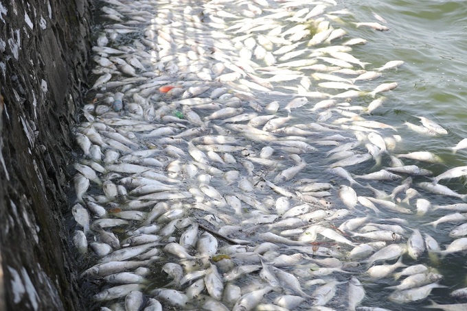 Over five tonnes of fish die in Hanoi's West Lake - 1