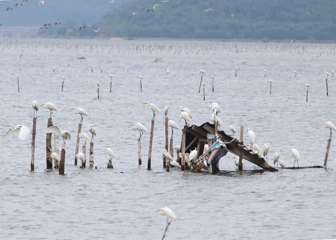 Stork migration season at Lang Co Bay - 1