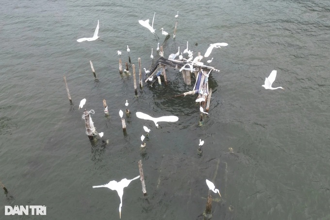 Stork migration season at Lang Co Bay - 2