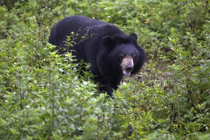 20-year effort to end bear bile farming near completion - 1