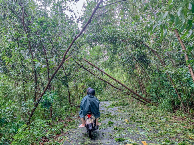 Storm Trami topples over 900 trees in Danang - 1