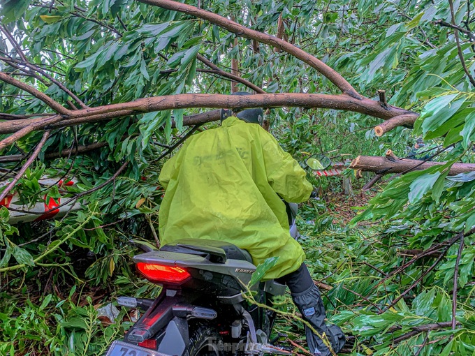 Storm Trami topples over 900 trees in Danang - 4