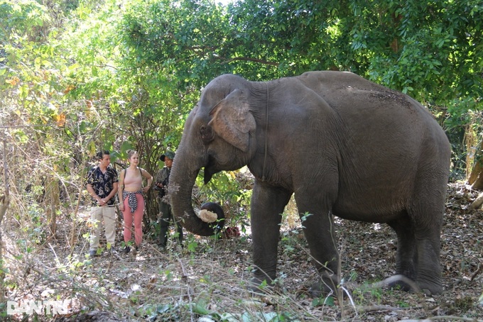 Famous elephant tamer passes away - 2