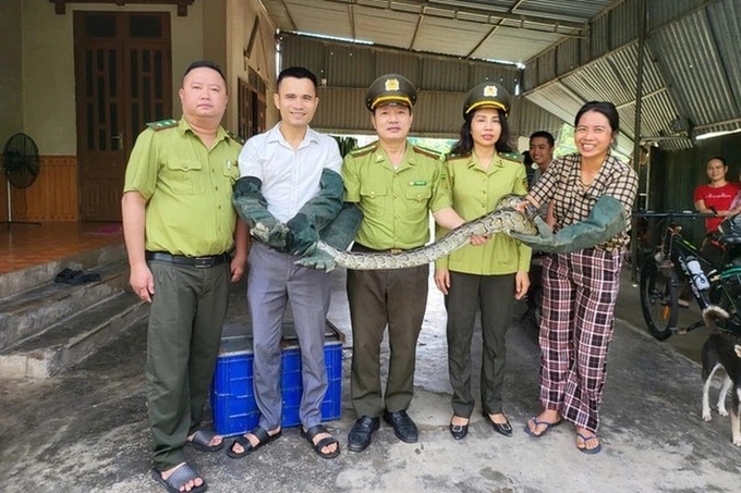 Rare python found on Ha Tinh field - 1