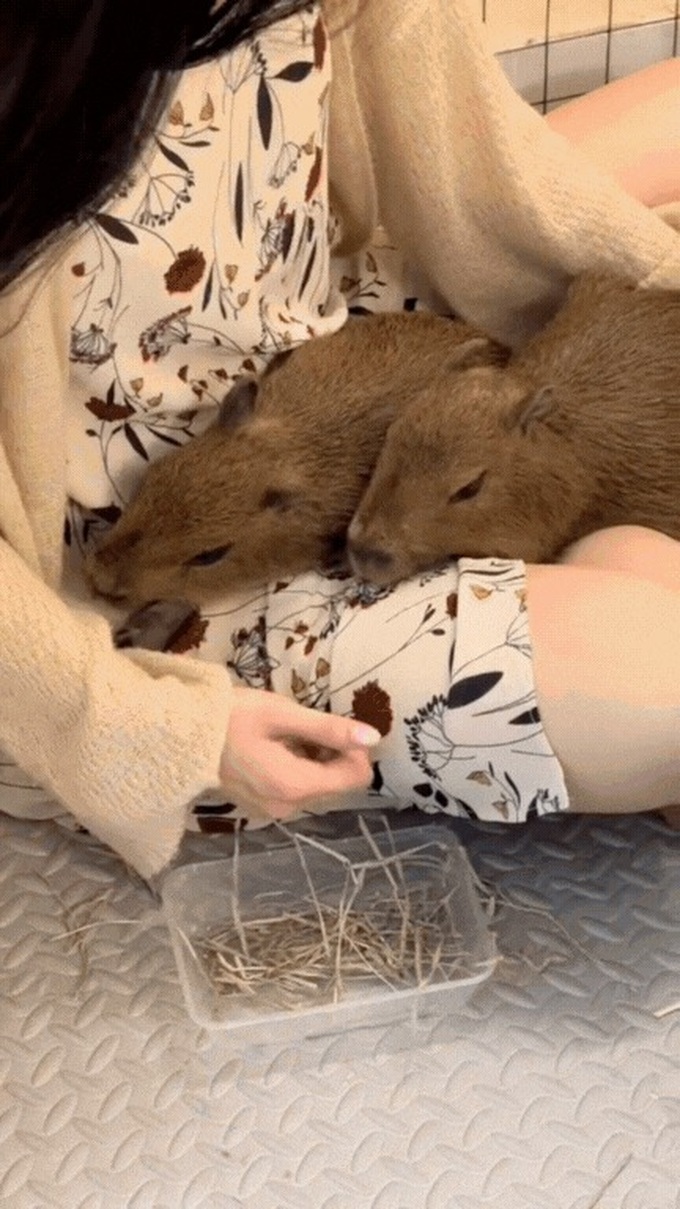 Hanoi cafe attracts customers with capybara - 1