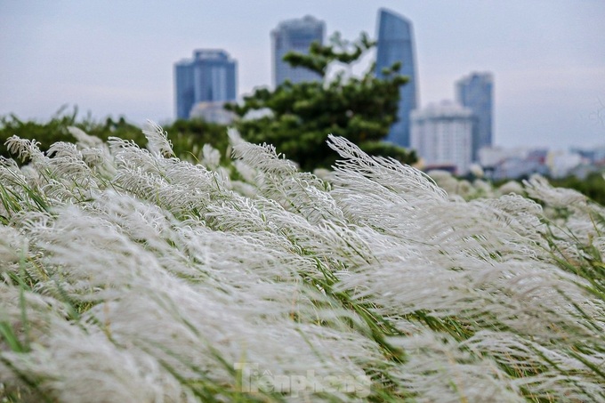 Danang white reed field captivates visitors - 1