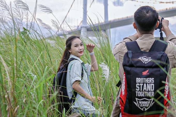 Danang white reed field captivates visitors - 6