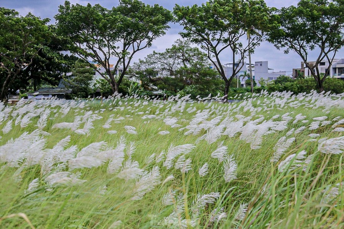 Danang white reed field captivates visitors - 3