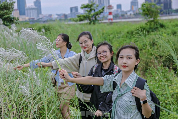 Danang white reed field captivates visitors - 2