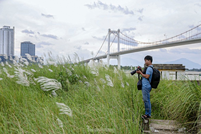 Danang white reed field captivates visitors - 5