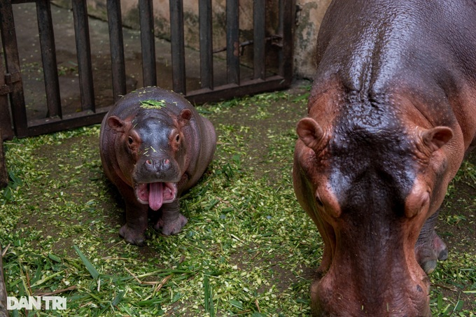 First hippo born at Hanoi zoo weighs nearly 100 kilos - 1