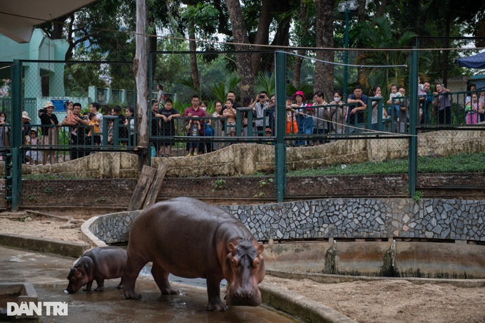 First hippo born at Hanoi zoo weighs nearly 100 kilos - 2