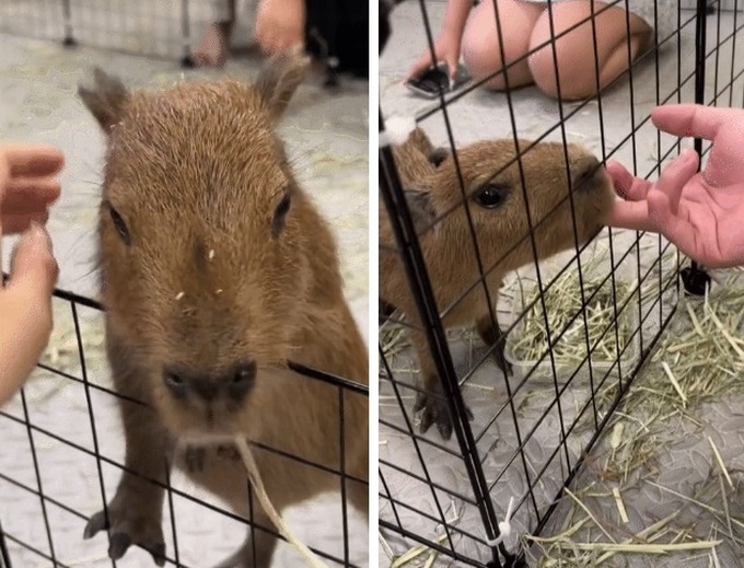 Hanoi cafe attracts customers with capybara - 2