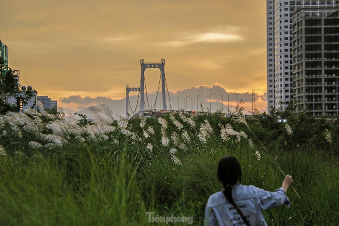 Danang white reed field captivates visitors - 7