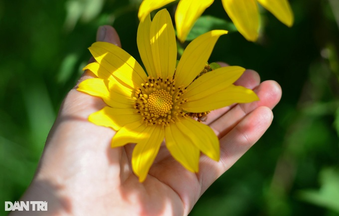 Wild sunflower season in Da Lat - 3