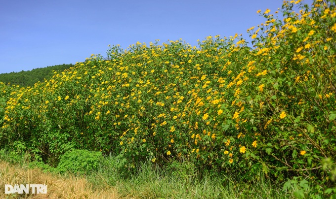 Wild sunflower season in Da Lat - 6