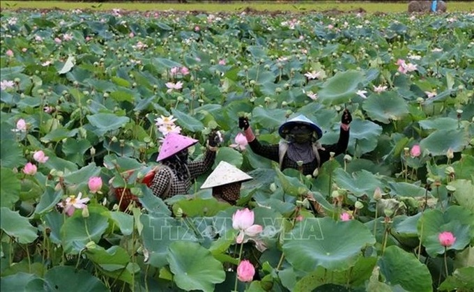 Upcoming startup forum to address green economy in Mekong Delta - 1