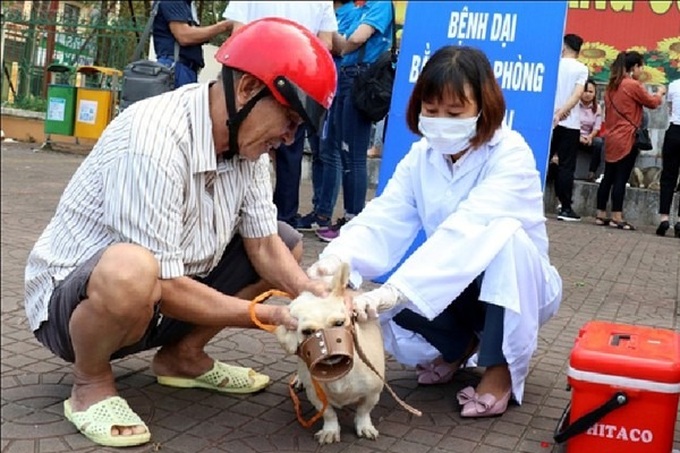 Nine people attacked by rabid dogs in Lao Cai - 1