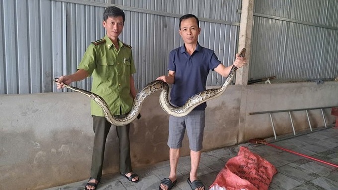 Rare python found in Ha Tinh garden - 1 Rare python found in Ha Tinh garden - 1