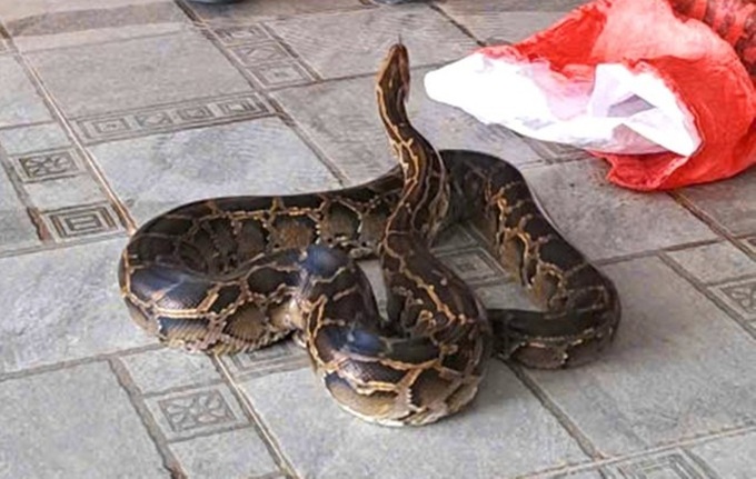 Rare python found in Ha Tinh garden - 2 Rare python found in Ha Tinh garden - 2
