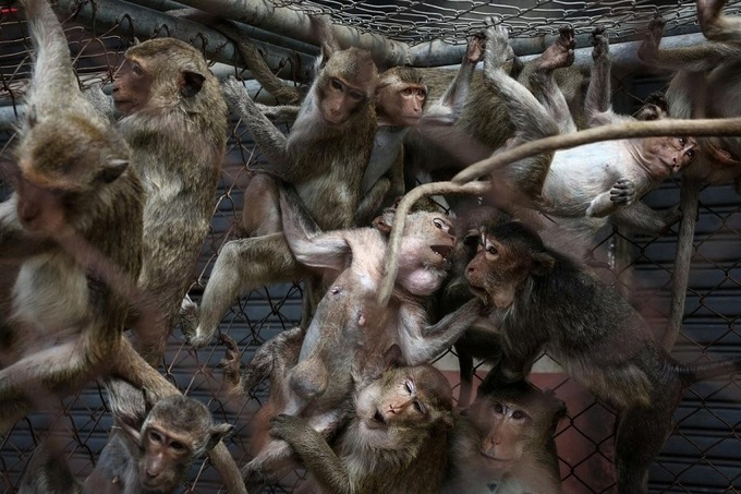 Law and disorder as Thai police station comes under monkey attack - 1