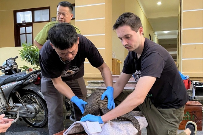 Illegally-transported rare pangolins rescued - 1