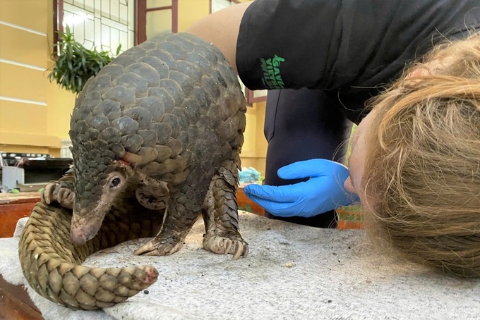 Illegally-transported rare pangolins rescued - 3