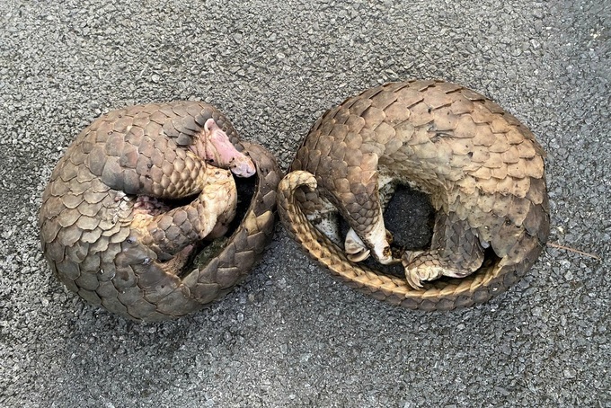 Illegally-transported rare pangolins rescued - 2