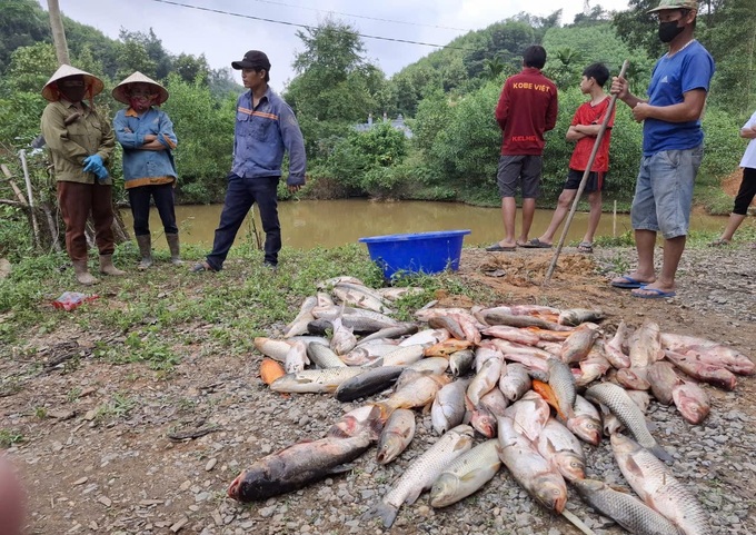 Over 1.3 tonnes of fish died of suspected poisoning - 1