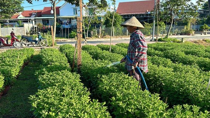 Khanh Hoa daisy hub busy for Tet crop - 5