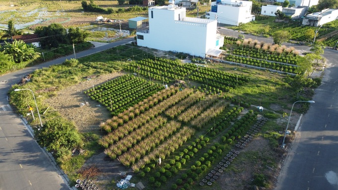 Khanh Hoa daisy hub busy for Tet crop - 6