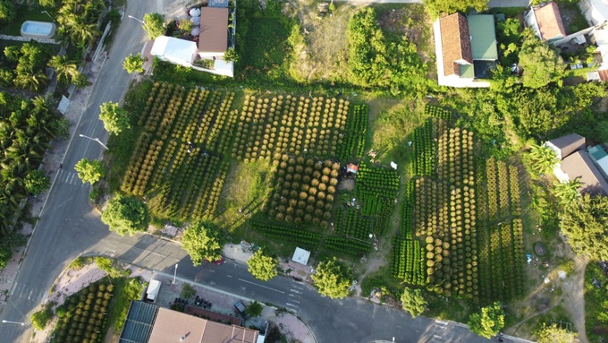 Khanh Hoa daisy hub busy for Tet crop - 4