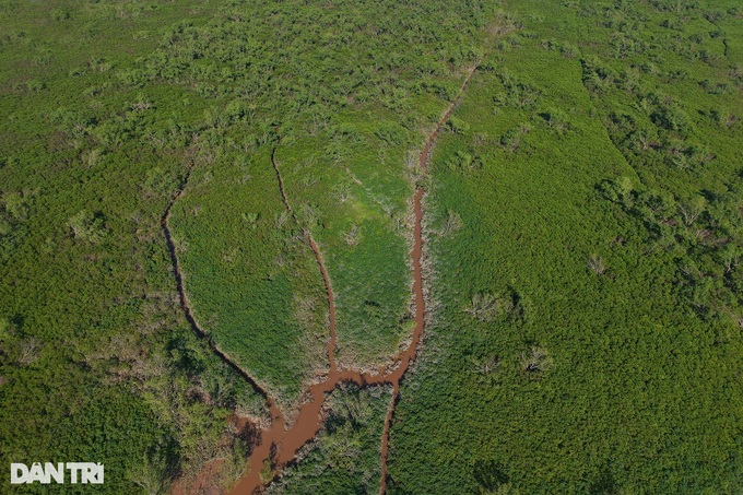 Beauty of protective mangrove forest in Thai Binh - 1