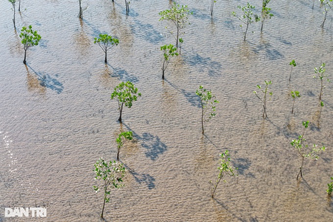 Beauty of protective mangrove forest in Thai Binh - 8