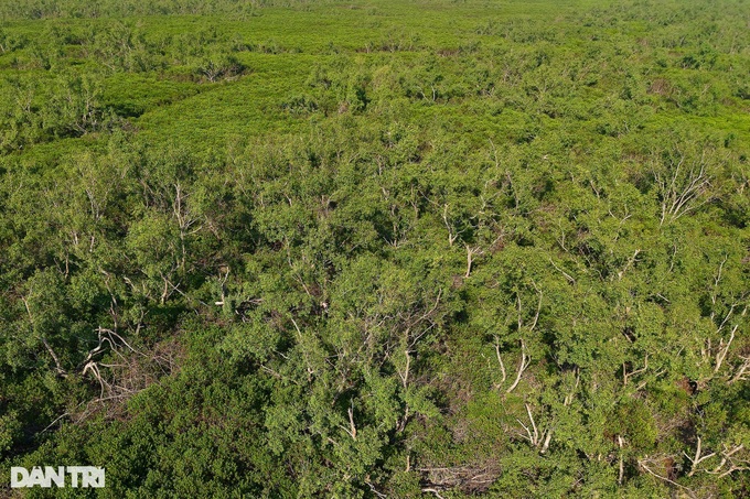 Beauty of protective mangrove forest in Thai Binh - 2