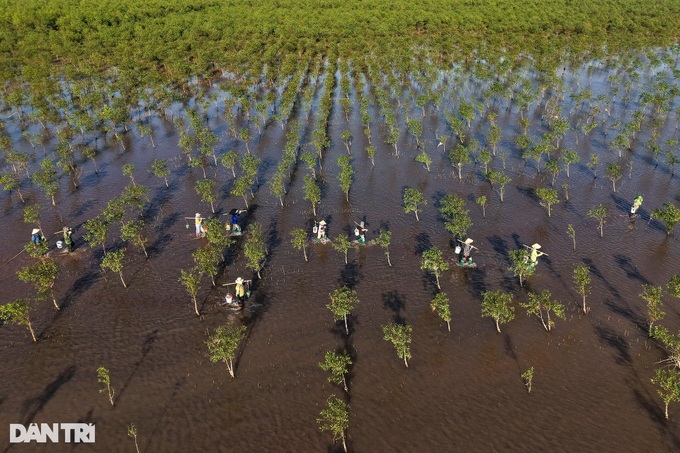 Beauty of protective mangrove forest in Thai Binh - 4