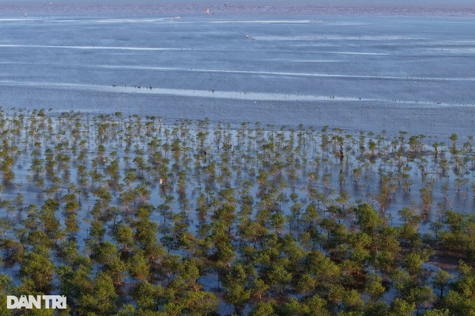 Beauty of protective mangrove forest in Thai Binh - 6